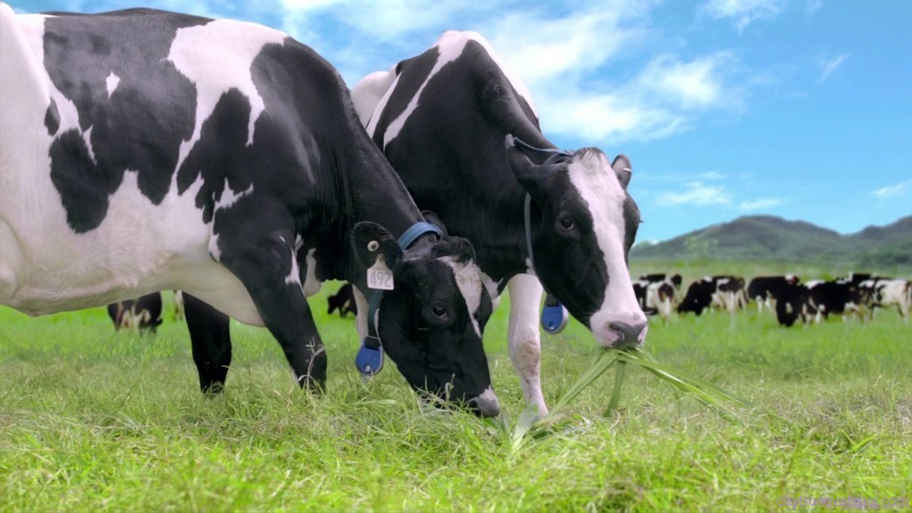 Khẩu phần thức ăn hằng ngày cho bò sữa cần đảm bảo yêu cầu 