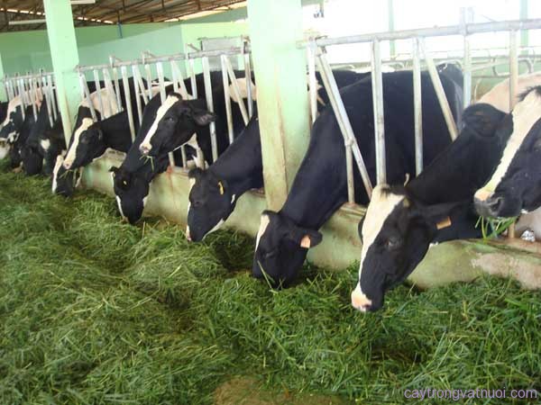 Trang trại nuôi bò sữa
