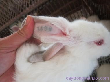 Xăm số tai cho thỏ
