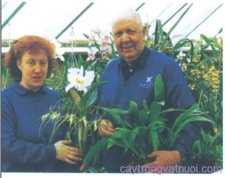 Lịch sử trồng hoa lan