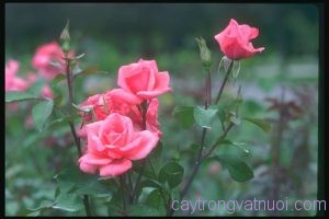 Hoa hồng (Rosa Indica)