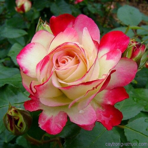 Hoa hồng to (Grandiflora roses Gr)