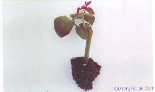 Hồng giâm cành 25 ngày tuổi, đủ tiêu chuẩn trồng ra ruộng sản xuất