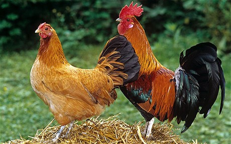 Hình đại diện Hướng dẫn chọn giống gà thả vườn