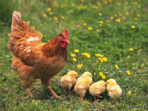 Hình đại diện Kỹ thuật nuôi gà thả vườn – Một số kinh nghiệm nuôi gà hiệu quả