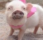 Priscilla: Chú lợn thời trang nổi tiếng trên Instagram