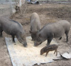 Lợn rừng ăn những thức ăn gì
