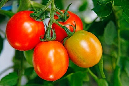 Hình đại diện Cách trồng cà chua