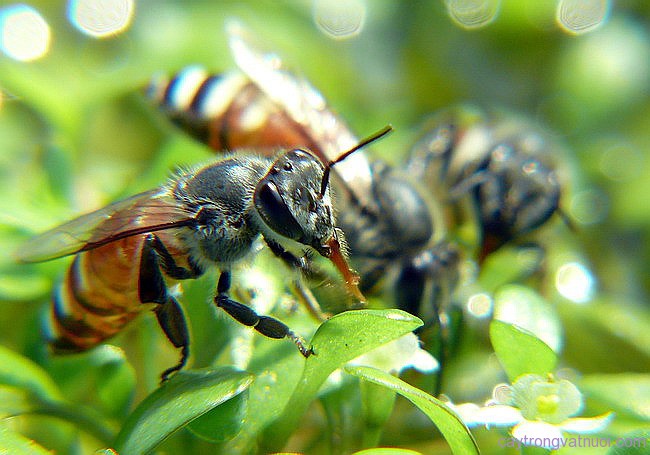 Hình đại diện Hoạt động của đàn ong