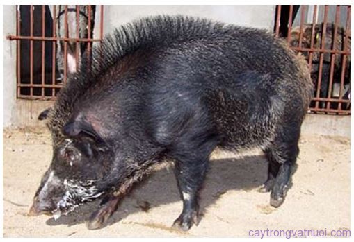 Hình đại diện Đặc điểm lợn rừng Việt Nam