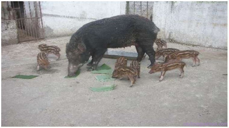 Hình đại diện Một số thuận lợi, khó khăn của việc nuôi lợn rừng, lợn nuôi thả