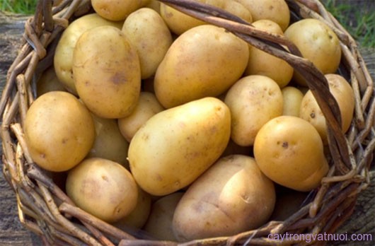 Hình đại diện Giới thiệu một số giống khoai tây có triển vọng cao trong sản xuất