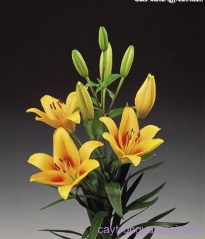Hình đại diện Giới thiệu cơ bản về cây hoa Lily, hoa Loa kèn