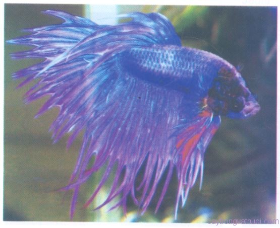 Loại Crowntail